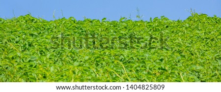 Texture of wild green grapes. Banner