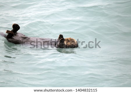 Close up portrait of cute sea otter swimming on her back in water of Seward Harbor,Alaska