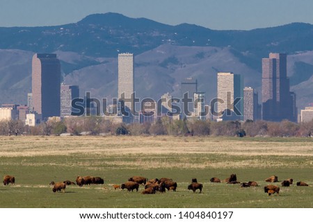 Colorado wildlife - bison herd at the Rocky Mountain Arsenal National Wildlife Refuge, with Denver skyline in background