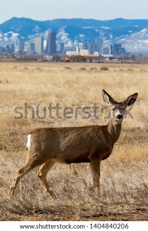 Colorado wildlife  - deer at the Rocky Mountain Arsenal National Wildlife Refuge, with Denver skyline in background