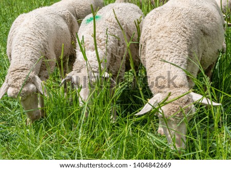 Sheep grazing in the pasture
