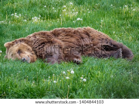Picture of a bear in the nature