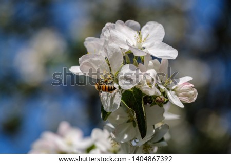 blooming apple tree in country garden in summer sunny day, white flower blossoms. apple tree flowers