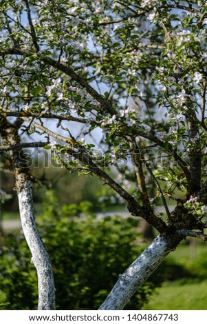 blooming apple tree in country garden in summer sunny day, white flower blossoms