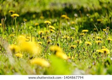 yellow dandelion flowers in green meadow in summer. sunny day at countryside, shallow depth of field, blur background