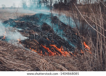 From the burning of dry grass, insects, hedgehogs, and rabbits are killed