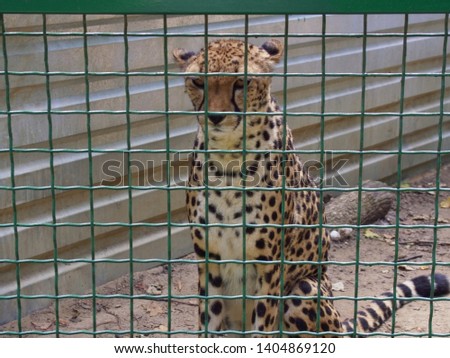 Sad cheetah in the zoo