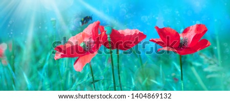 Poppy flowers. Spring-summer banner with three poppies and bumblebee flying over, in the morning haze at sunrise. Wild meadow poppies against emerald-green grass and blue sky.