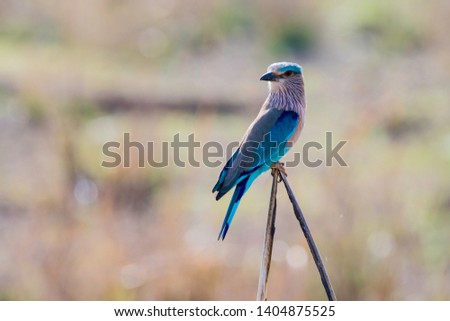 Common Indian roller Coracias benghalensis Royalty-Free Stock Photo #1404875525