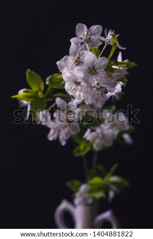 Cherry blossom branch on the black background