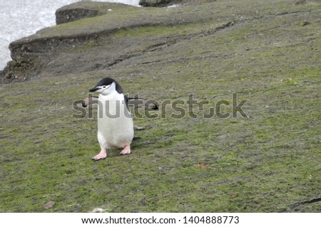 Penguin in Antarctica, Cute Penguin in nature, Walking Penguin