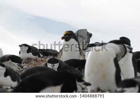 Penguins in Antarctica, Cute Penguins in nature,Walking Penguins