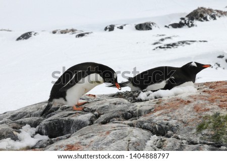 Penguins in Antarctica, Cute Penguins in nature, Penguins with eggs, Walking Penguins