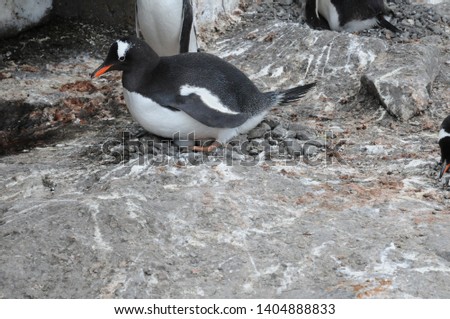 Penguins in Antarctica, Cute Penguins in nature, Penguins with eggs