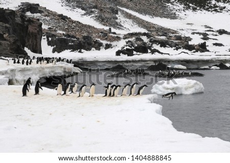 Penguins in Antarctica, Cute Penguins in nature, Penguins with eggs, Walking Penguins, 