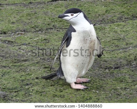 Penguins in Antarctica, Cute Penguins in nature, Walking Penguins