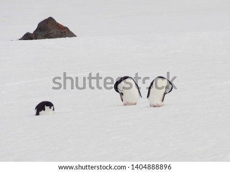 Penguins in Antarctica, Cute Penguins in nature, Penguins with eggs, Walking Penguins