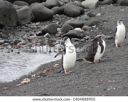 Penguins in Antarctica, Cute Penguins in nature, Walking Penguins