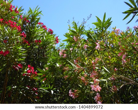 Oleander Red and Peach Beautiful Flowers Texas United States