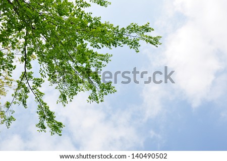 Green leaves in blue sky