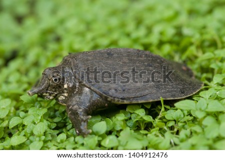 Common softshell turtle or asiatic softshell turtle (Amyda cartilaginea) Royalty-Free Stock Photo #1404912476