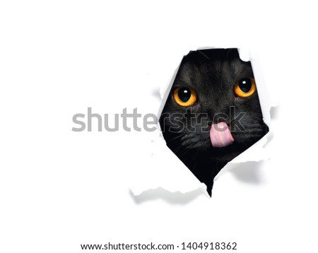 black cat looking up in paper 
