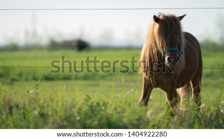 
pony horse in the farm in summer sun stock photo