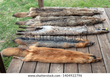 After trapping season, predator animal pelts are displayed on the backyard deck in Missouri. The furs will soon go to market. Bokeh effect. Royalty-Free Stock Photo #1404922796