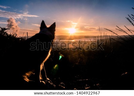 dog silhouette, border collie, looking at sunset in the middle of a country path and the smoke of an industry near