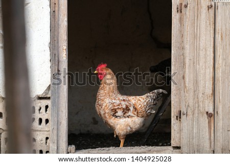 cock in the farm close up stock photo