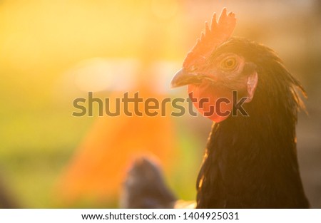 cock in the farm close up stock photo