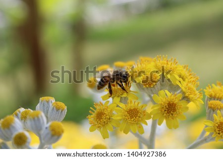 honey bee collecting pollens on a wild daisy flower close up view