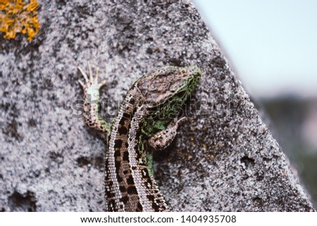Garden Lizard.Green lizard macro, close up.