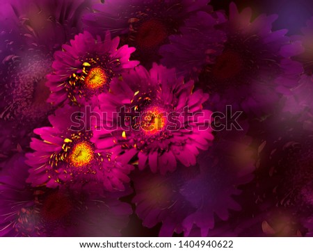 Bouquet of pink gerbera flowers on dark purple background.  Floral glooming design.  Place for text.