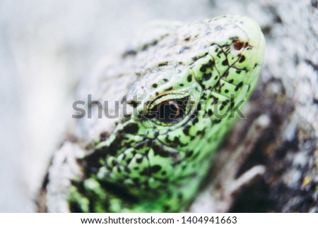 Garden Lizard.Green lizard macro, close up.