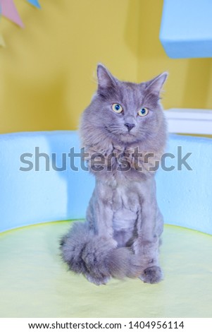 Gray cat sits on a colored chair. A pet. The cat is sitting. Beautiful gray cat.