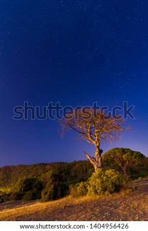 Night and stars on the coast of Cirali and one tree
