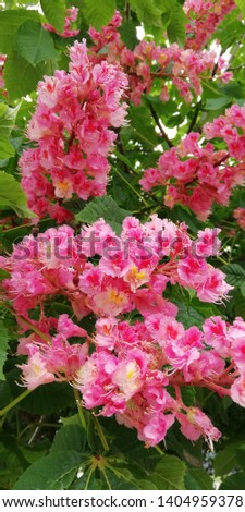 Bright summer floral background. Beautiful bunches of pink chestnut flowers on a background of green leaves.
