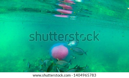 Tropical pink jellyfish with seafish swimming in the deep water sea, beautiful sea life picture.