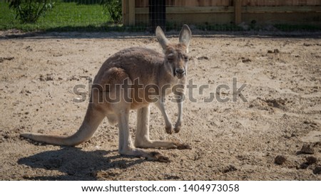 Kangaroo found at a hobby farm