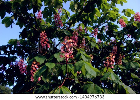Blooming chestnut branches with pink and purple flowers close up. Spring flowering tree on sky background.