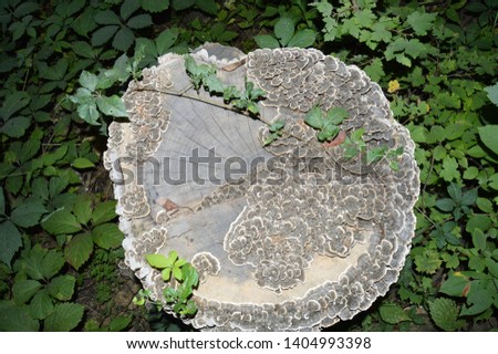 Coriolus versicolor and Polyporus versicolor – is a common polypore mushroom found throughout the world. Meaning 'of several colors