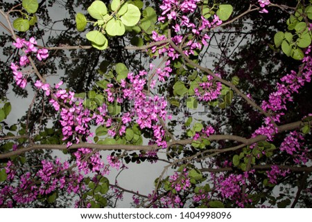 blooming branches of  purple redbud on a background of black branches and green foliage at dusk