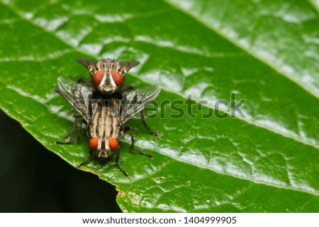 front view  housefly mating on green leaf