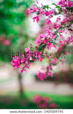 Pink blossoms of cherry or apple tree with the blurred green and pink background. Fuchsia flowers against the background with bokeh.