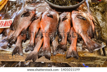 Philippine Tropical Fish Maya Maya Red Snapper Stock Photos And Images Avopix Com