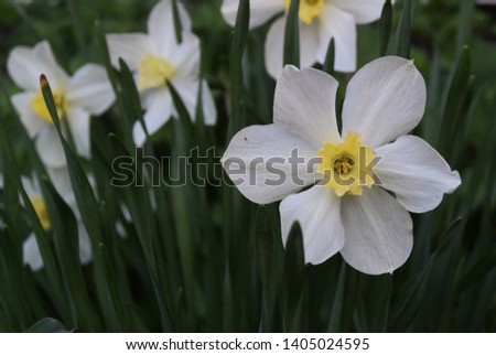 A picture of the background with a yellow heart inside the white flowers of narcissus
