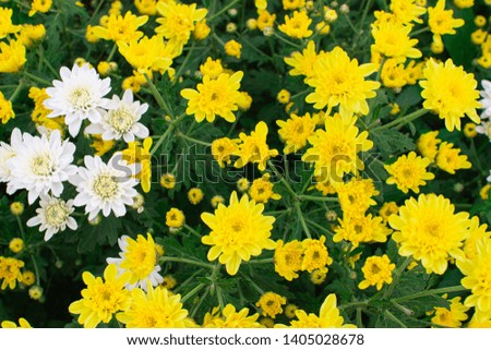 Beautiful flowers chrysanthemum in the garden