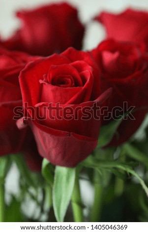a picture of a beautiful, elated rose