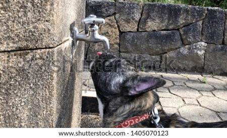 Black dog drinking water at the park